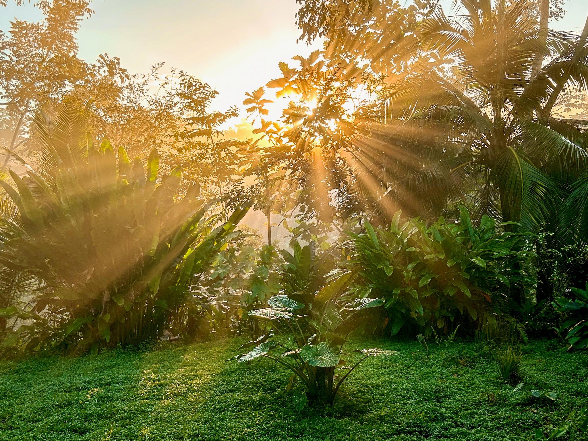 sunrise at Finca Guarumo